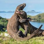 Risa Moriarity - Instagram Profile Picture of Risa Moriarity (@komodo_mom) on Instagram