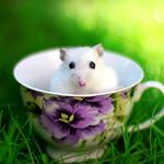 Profile Picture of lisa (@lisadenhartog16) on Instagram