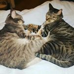 Profile Picture of Alyssa Berndt (@yorupiku) on Instagram