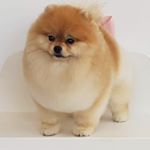 Mischka - Instagram Profile Picture of Mischka (@mischka.pompom) on Instagram