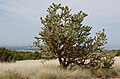 Profile Picture of Cylindropuntia imbricataon Wikipedia