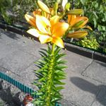 Profile Picture of linvog789 (@linvog789) on Instagram
