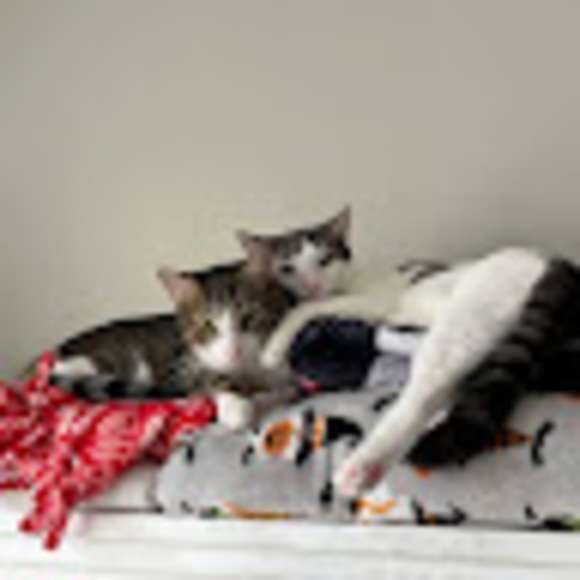 Alex Costello - Poshmark Profile Picture of Alex Costello (@alexchristine46) on Poshmark