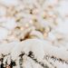 Profile Picture of Winter_Baking (@KittysPinecone) on Pinterest