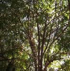 Profile Picture of Pedro Mansillo (@Pedro-Mansillo) on Facebook