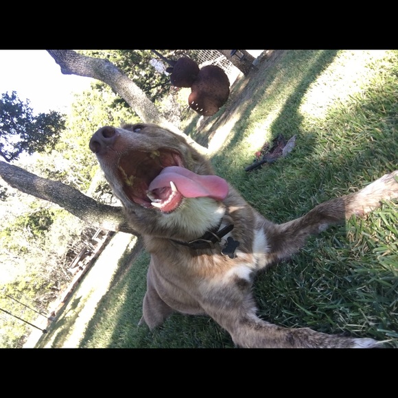 Profile Picture of Gabi Codino (@gabalope) on Poshmark