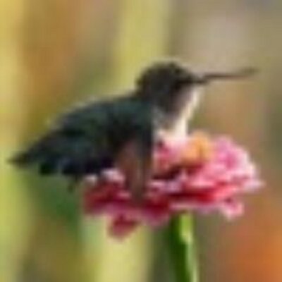 Profile Picture of Susan Schultz (@libertygirl2u) on Twitter