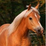 Profile Picture of Lisa & Melvina (@haflinger_vina) on Instagram