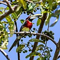 Profile Photo of Red-necked aracarion Wikipedia