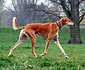 Profile Picture of Saluki - Wikipediaon Wikipedia