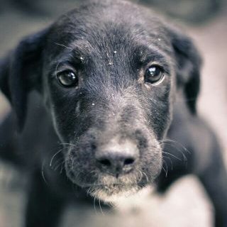 Profile Picture of Violet Edwards (@violet_lol_) on Twitter