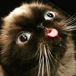 Profile Picture of Cody Simons (@professor_pepe) on Instagram