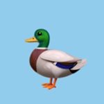 Duck Army - Instagram Profile Picture of Duck Army (@duck_alliance) on Instagram