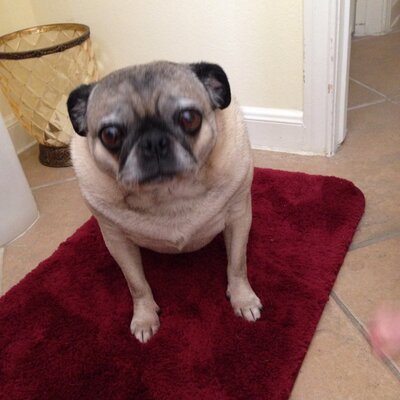 Profile Picture of Joshua Baron (@joshuadbaron) on Twitter