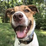 Profile Picture of Jimbo Thomas (@jimbothomasthemutt) on Instagram