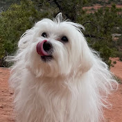 Profile Picture of Happy Maltese Staccato Chien (@staccatochien) on Youtube