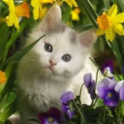 Profile Picture of Carlos Pivaral (@carlospivaral2396) on Youtube