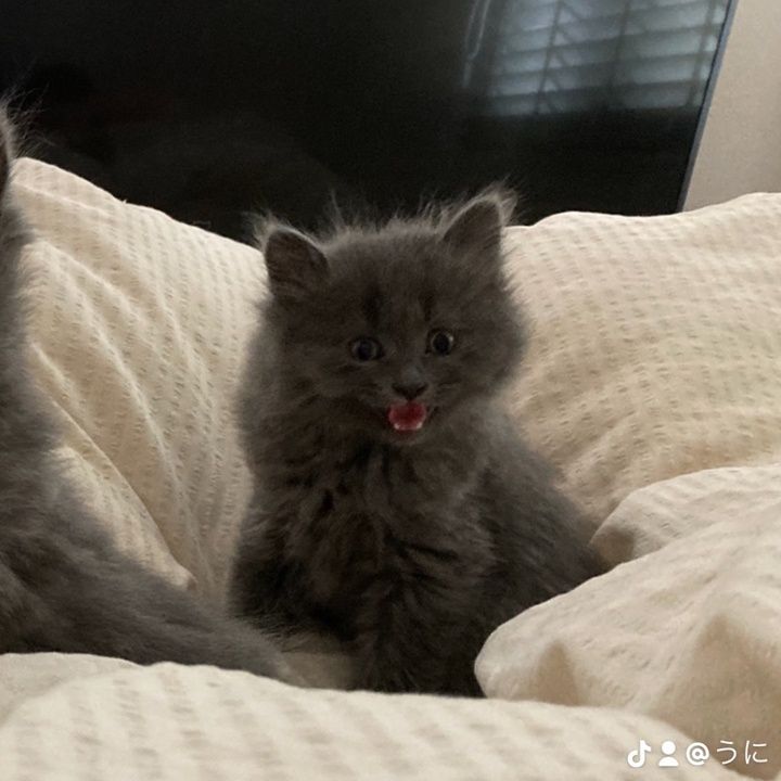 Profile Picture of MeredithBaker (@liliaahnjpw) on Tiktok