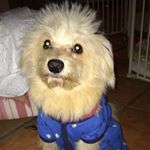 Profile Picture of Ava Neal (@ava.puppy.neal) on Instagram