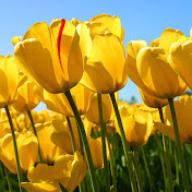 Profile Picture of Kimberly Tyler (@kimberlytyler3915) on Youtube