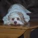 Profile Picture of Robin Bankes (@rbankes) on Pinterest