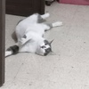 Profile Picture of barsoumian (@barsoumian) on Tiktok
