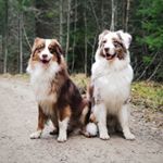 Profile Picture of charlie.chase.aussies (@charlie.chase.aussies) on Instagram