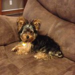 Amy Sherrill - Instagram Profile Picture of Amy Sherrill (@gracemorgbe) on Instagram