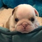 Profile Picture of Pork Chop The Olde English (@pork_chop_the_chonk) on Instagram