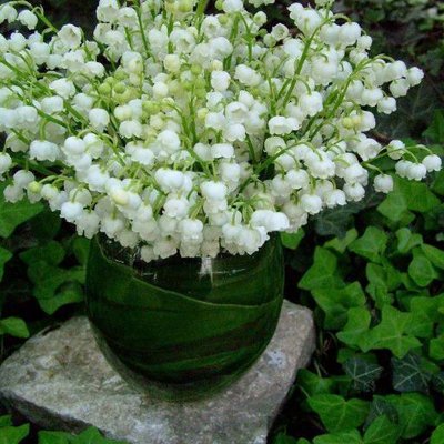 Profile Picture of Maria Alice Vaz Card (@alicevaz1961) on Twitter