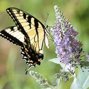 Profile Picture of Janet Reiss (@jlreiss) on Pinterest