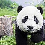 Profile Picture of javier eleazar salinas mardones (@salinasmardonesjaviereleazar) on Flickr