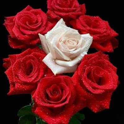 Profile Picture of Paolo Angelo Cattaneo (@PaoloAngeloCat1) on Twitter