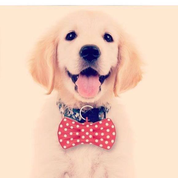 Kyle Irving - Poshmark Profile Picture of Kyle Irving (@awesomesauce139) on Poshmark