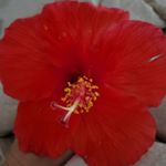 Profile Picture of Cammie Dobbs-Archer (@pookybear63) on Instagram