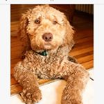 Profile Picture of Dexter Felicetti (@dexterdadood) on Instagram