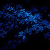 Profile Picture of Daniela Escobar (@daniela-escobar-103) on Quora