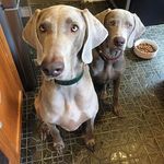 Profile Picture of Frankie & Stanley Larkin (@frankie_stanley_larkin) on Instagram