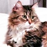 Profile Picture of Spring 