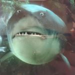 Profile Picture of Andrew lowery (@king_lowery828) on Instagram