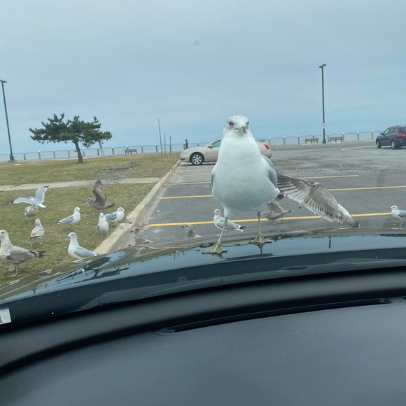 Profile Picture of Marcia Ippolito (@marciaippy123) on Poshmark