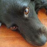 peter - Instagram Profile Picture of peter (@lapeter63) on Instagram