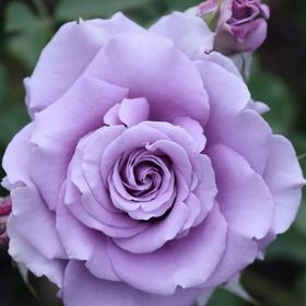 Profile Picture of Lori Jo Garrett (@lorijogarrett) on Pinterest