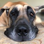 Profile Picture of Mudge🐾 (@mudgethedane) on Instagram