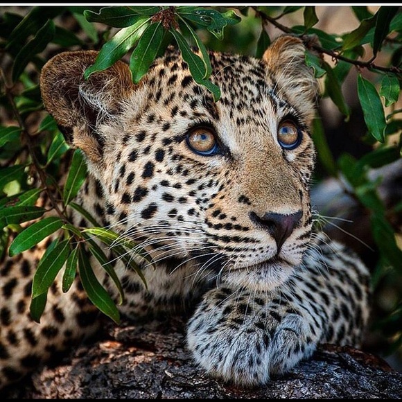 Noura Alshawi - Poshmark Profile Picture of Noura Alshawi (@nouraaa1996) on Poshmark