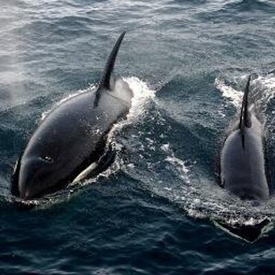 Profile Picture of Erin Cummings (@@CRPErinC) on Twitter