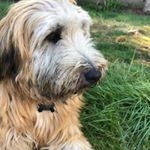 Profile Picture of Cora Bailey (@cora_lebleu) on Instagram