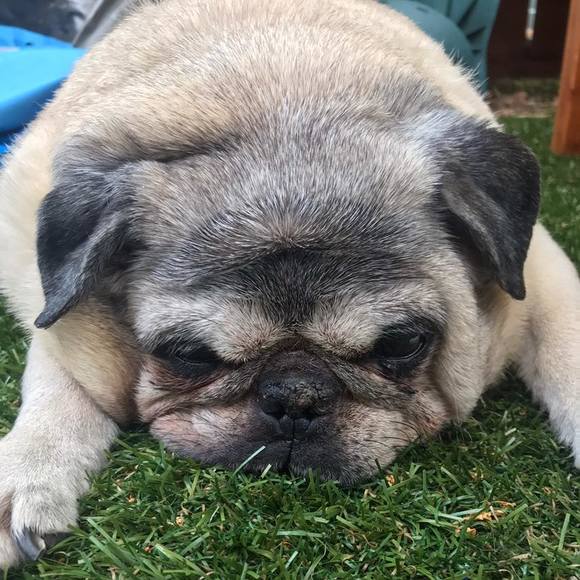 Profile Picture of Terry Hotting-goolsby (@pugmama42) on Poshmark