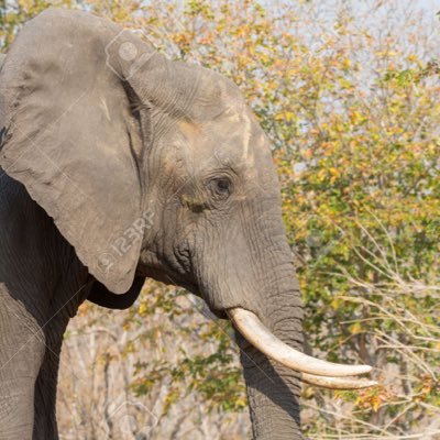 Profile Picture of Daniel Seely (@seel_ayy) on Twitter