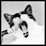 Profile Picture of jason henthorn (@tobitomcat) on Instagram
